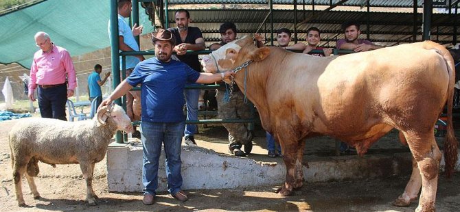 115 kilogramlık koçu alana 1 tonluk dana hediye