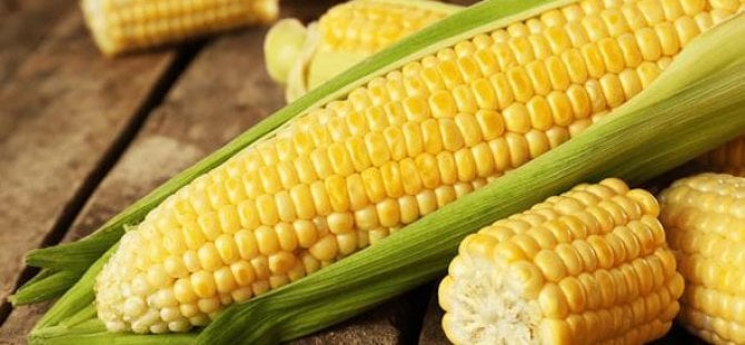 Adalet Divanı, GDO’lu tohum ekmeye izin verdi
