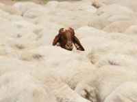 Kurbanlıklara kötü muameleye ceza
