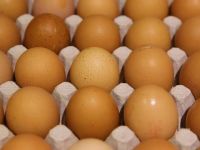 Hollanda hükümeti 'ilaçlı yumurta' iddialarını kabul etti