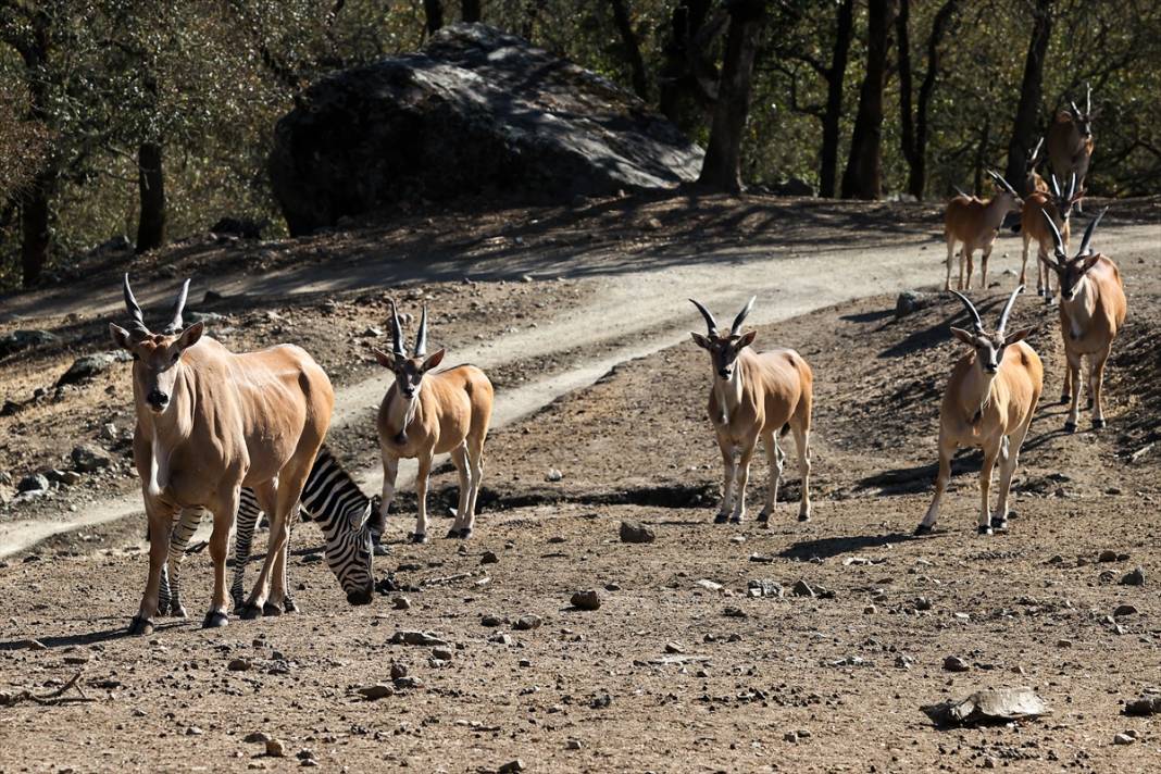 ABD'de Safari Batı Yaban Hayatı Koruma Park'ında vahşi yaşam 1