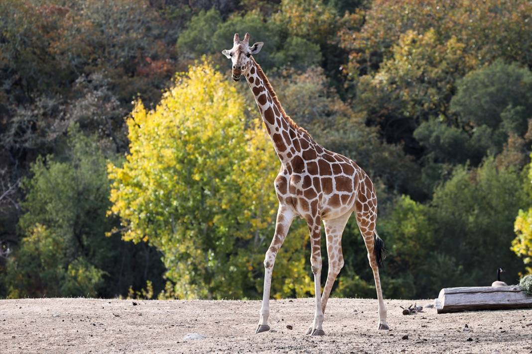 ABD'de Safari Batı Yaban Hayatı Koruma Park'ında vahşi yaşam 10