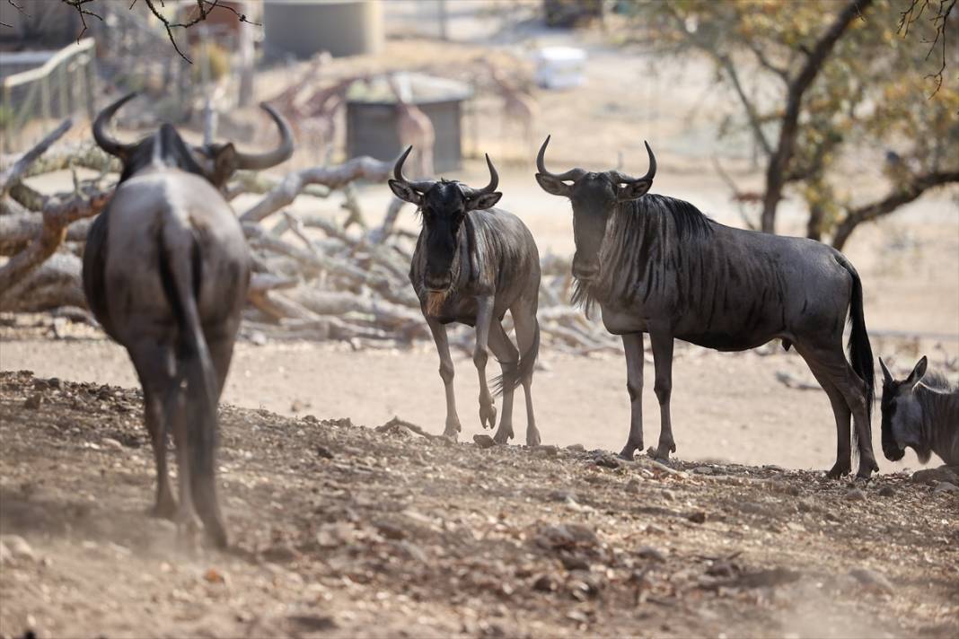 ABD'de Safari Batı Yaban Hayatı Koruma Park'ında vahşi yaşam 11