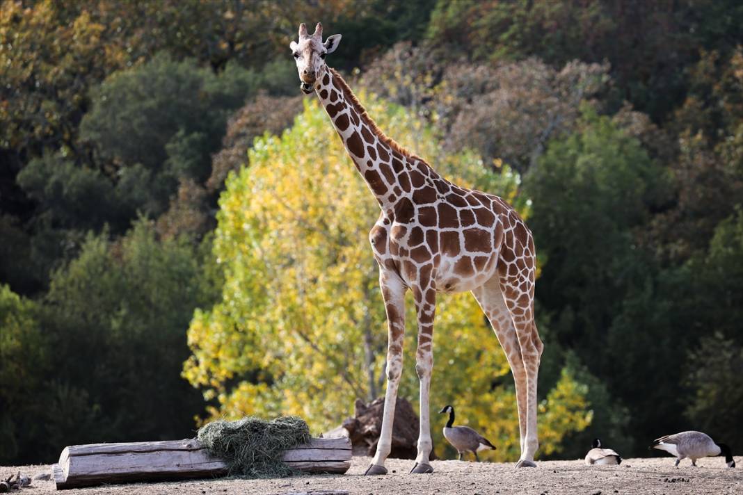 ABD'de Safari Batı Yaban Hayatı Koruma Park'ında vahşi yaşam 12