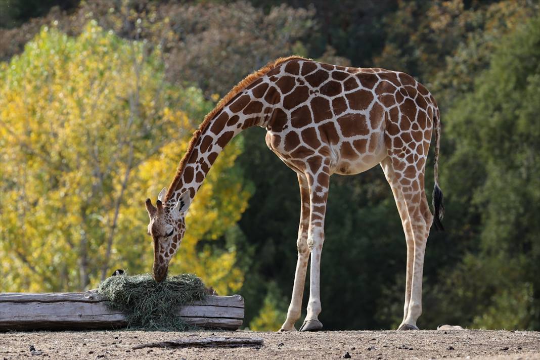 ABD'de Safari Batı Yaban Hayatı Koruma Park'ında vahşi yaşam 2