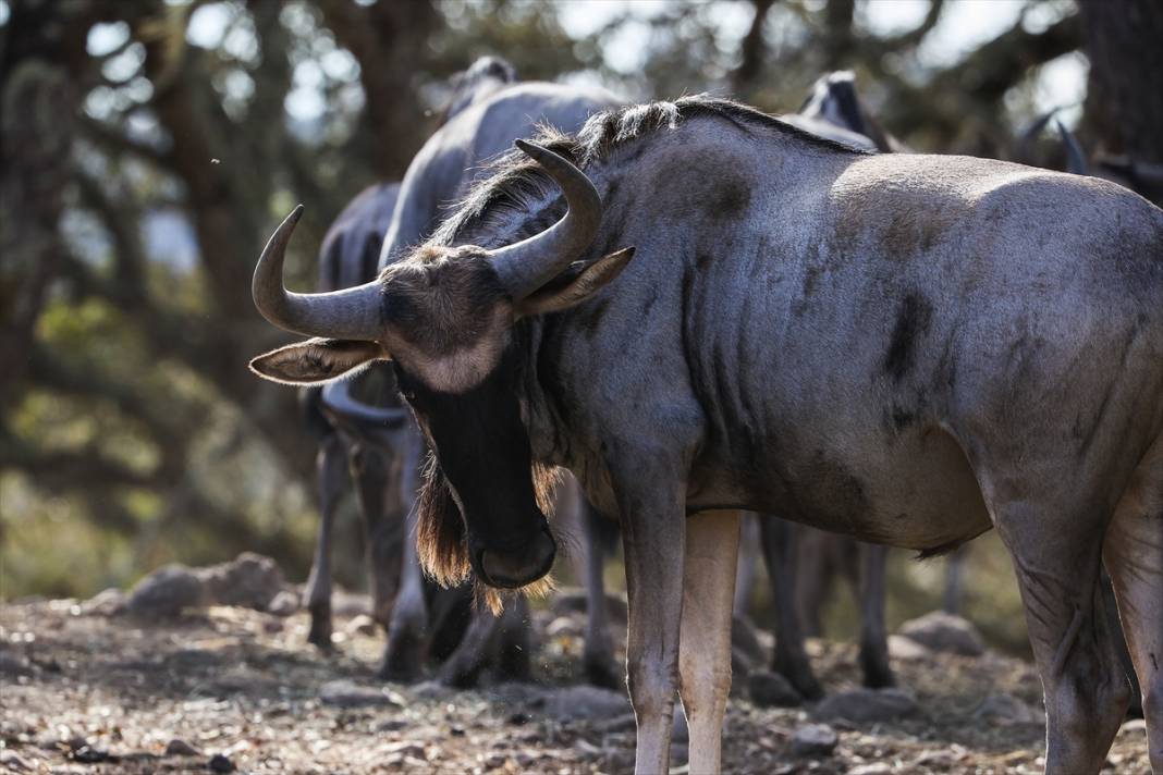 ABD'de Safari Batı Yaban Hayatı Koruma Park'ında vahşi yaşam 21