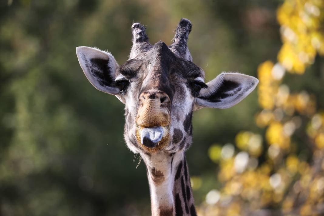 ABD'de Safari Batı Yaban Hayatı Koruma Park'ında vahşi yaşam 23