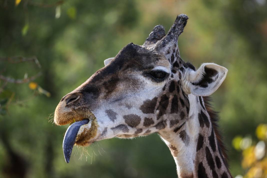 ABD'de Safari Batı Yaban Hayatı Koruma Park'ında vahşi yaşam 25