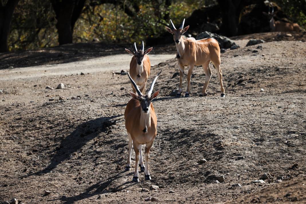 ABD'de Safari Batı Yaban Hayatı Koruma Park'ında vahşi yaşam 27