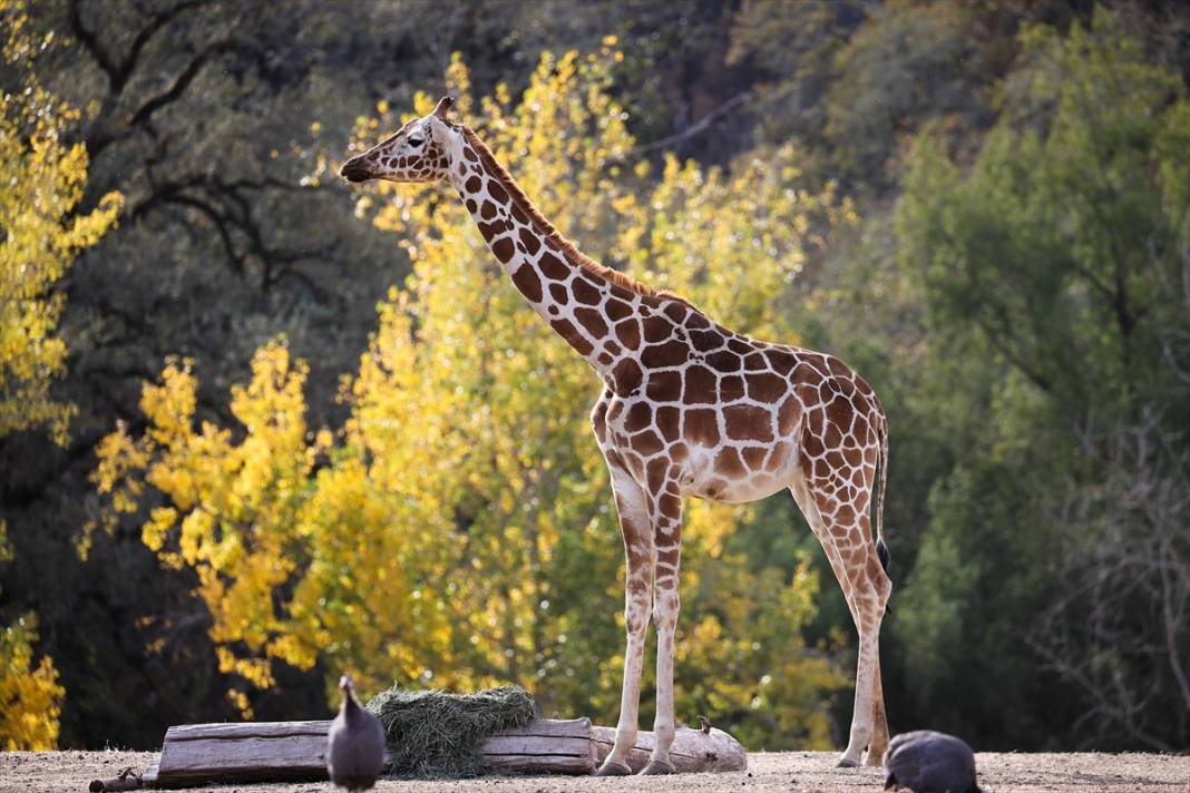 ABD'de Safari Batı Yaban Hayatı Koruma Park'ında vahşi yaşam 28