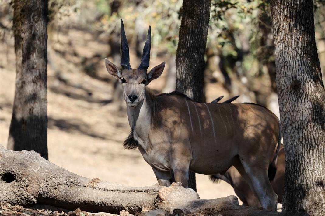 ABD'de Safari Batı Yaban Hayatı Koruma Park'ında vahşi yaşam 6
