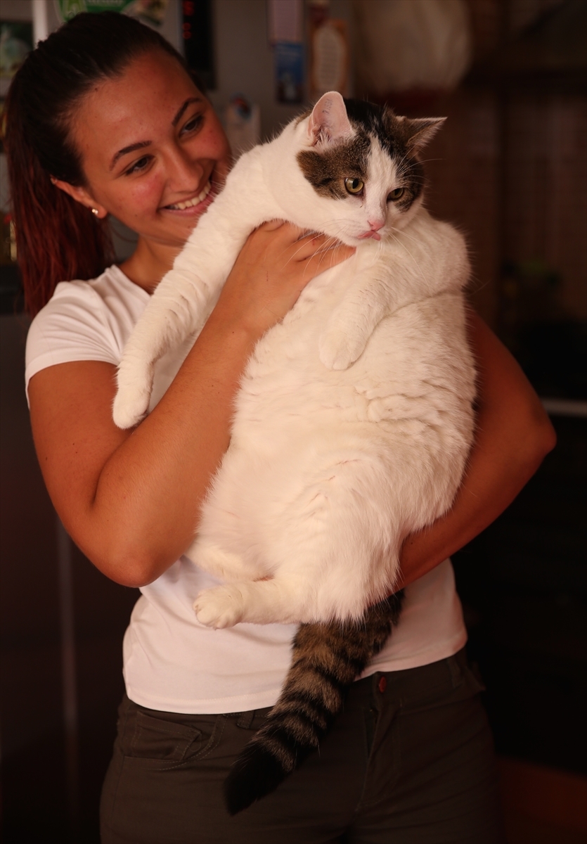 Gurbetçi ailenin 11 kiloluk kedisi 4