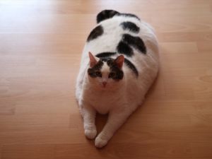 Gurbetçi ailenin 11 kiloluk kedisi