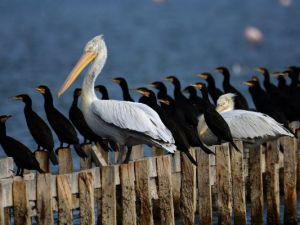 Yılın fotoğrafı: Karabatak ve Pelikan