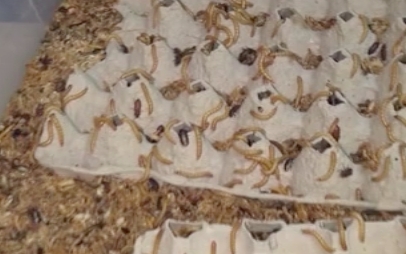 Türkiye'den Almaya'ya hamam böceği, kurtçuk satıyor 10