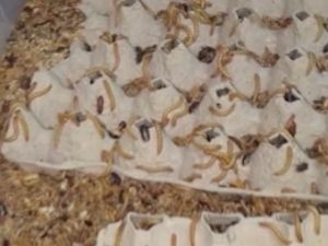 Türkiye'den Almaya'ya hamam böceği, kurtçuk satıyor