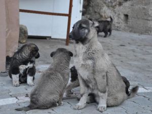Almanya'dan Uludere'ye sokak hayvanları için yardım