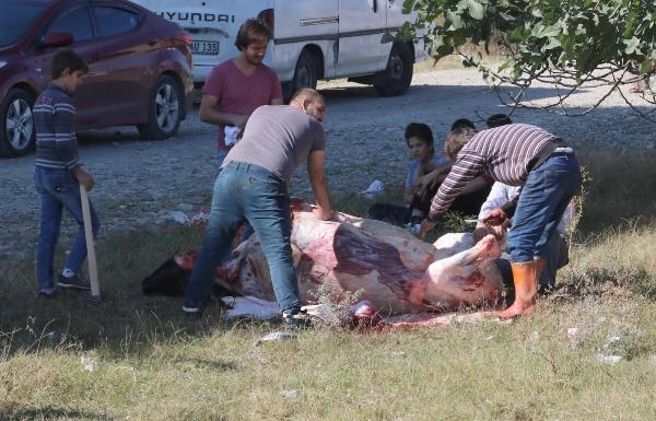 Türkiye'den Kurban Bayramı manzaraları 25