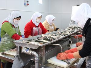 Konya'dan 15 ülkeye balık ihraç ediyor
