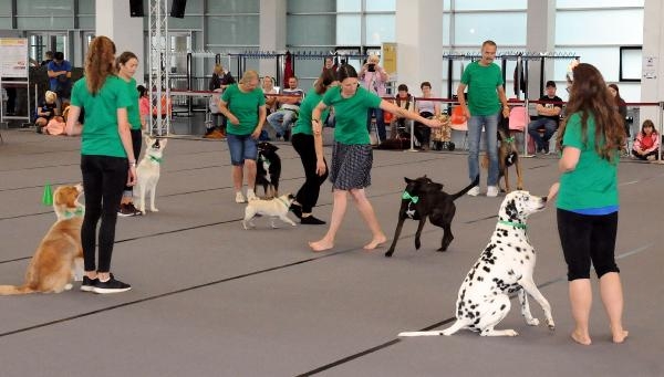 Almanya’da iki gün süren Köpek Fuarı'nda 4 bin köpek güzellikte yarıştı 4