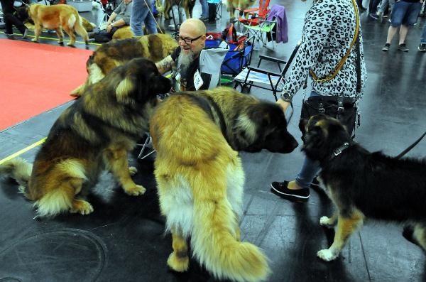 Almanya’da iki gün süren Köpek Fuarı'nda 4 bin köpek güzellikte yarıştı 6
