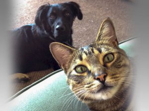 Kedi ve köpekle fotoğraf çektirmek yasak