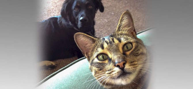 Kedi ve köpeklere mikroçipli kimlik