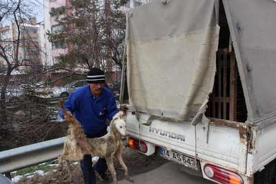 Dereye düşen köpeği itfaiye kurtardı