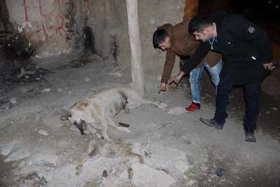 HAKKARİ'DE AYAKLARI BAĞLANDIKTAN SONRA ÖLDÜRÜLMÜŞ TİLKİ VE KÖPEK BULUNDU