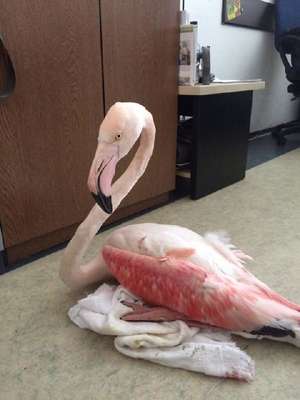 Flamingoyu vurdular