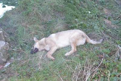 Bir otomobilin çarpıp kaçtığı köpeğe, yoldan geçen sürücüler yardım etti