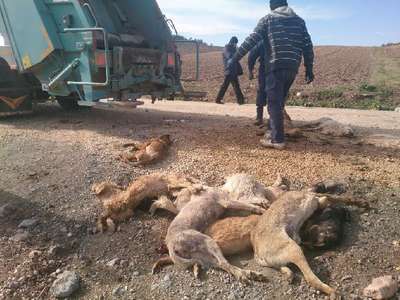 Bursa'da 84 sokak köpeği zehirle öldürüldü