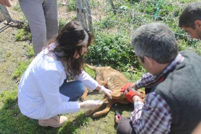 Bursa'da 84 sokak köpeği zehirle öldürüldü (2)