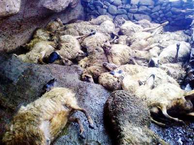 Ağıla dalan sokak köpekleri 91 küçükbaş hayvanı telef etti