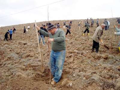 Muhtarlara, 'Su vermediniz, ağaçlar kurudu' cezası