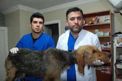 Av köpeği karnındaki ölü yavurlar alınarak kurtarıldı