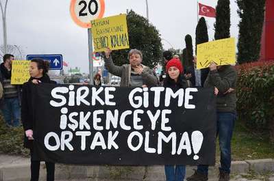 Hayvan hakları savunucularından sirk tepkisi