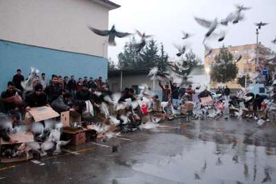 ŞANLIURFA SEMALARINDA 'GÜVERCİN SAVAŞLARI'