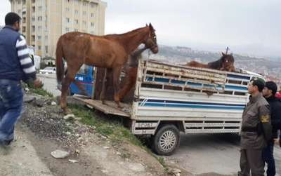 At arabasına koşmak için yarış atı çalan 3 şüpheli, serbest