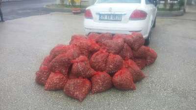Otomobilde 1 ton kaçak midye ele geçirildi