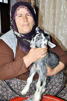 Besni'de çift başlı oğlak dünyaya geldi