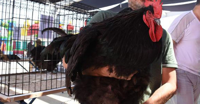 5 bin dolarlık horoz satışa sunuldu