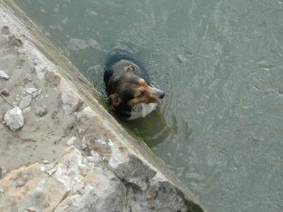 Nehirden çıkan köpeğin üzerine ceketini örttü