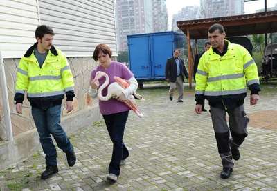 Yaralı flamingo tedavi edildi