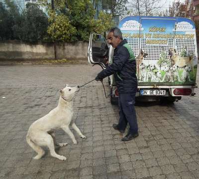 İslahiye’de sokak köpekleri toplanıyor