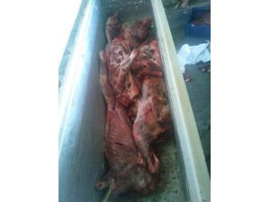 Aydın'da 450 kilo domuz eti ele geçirildi