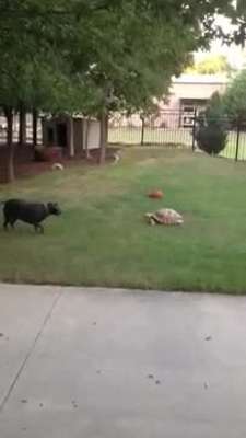 Köpekle kaplumbağanın düşman çatlatan dostluğU