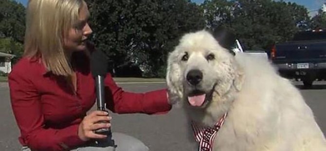 'Köpek' belediye başkanı koltuğunu kaptırmadı