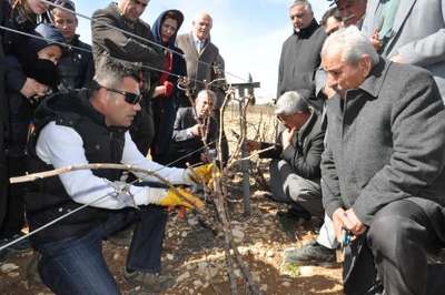 Adıyaman'da üzüm üreticilerine budama eğitimi
