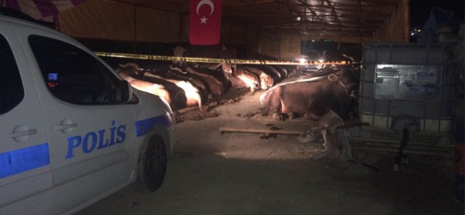 Kurban pazarında silahlı kavga: 3 ölü